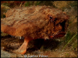 The Bat Fish Potrait.. by Carlos Pérez 